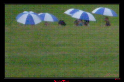 Umbrellas of Waterville #1